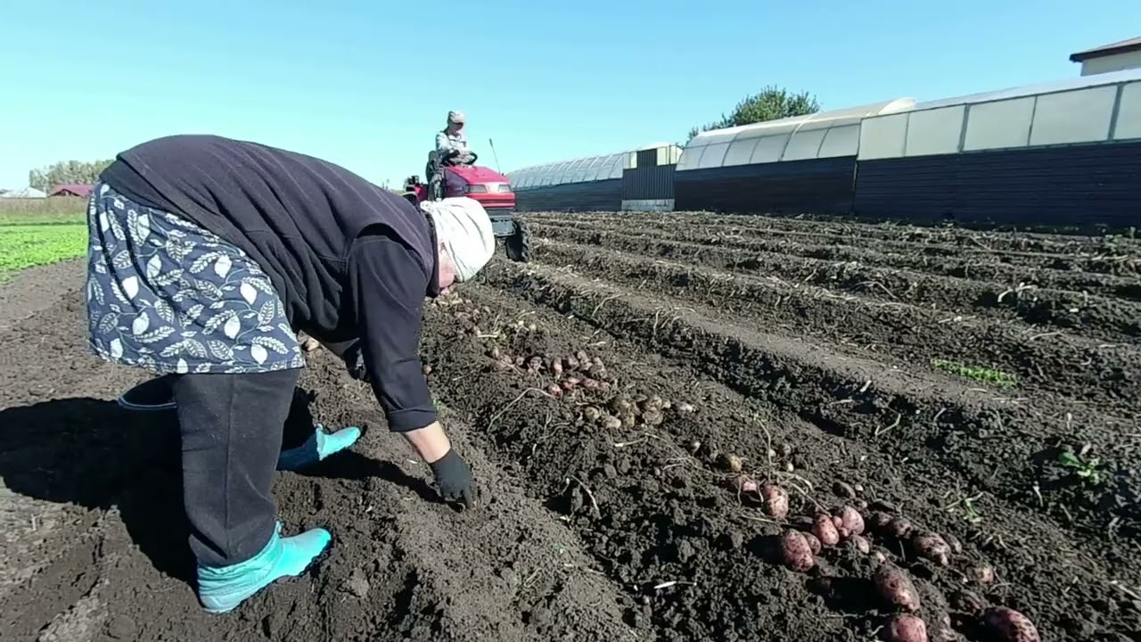 Копка картофеля 2  Сентябрь 2025
