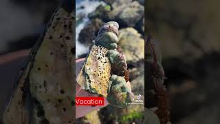 #Shorts Northern Atlantic Mystery Snails! They are stuck everywhere! Only on Fun House TV