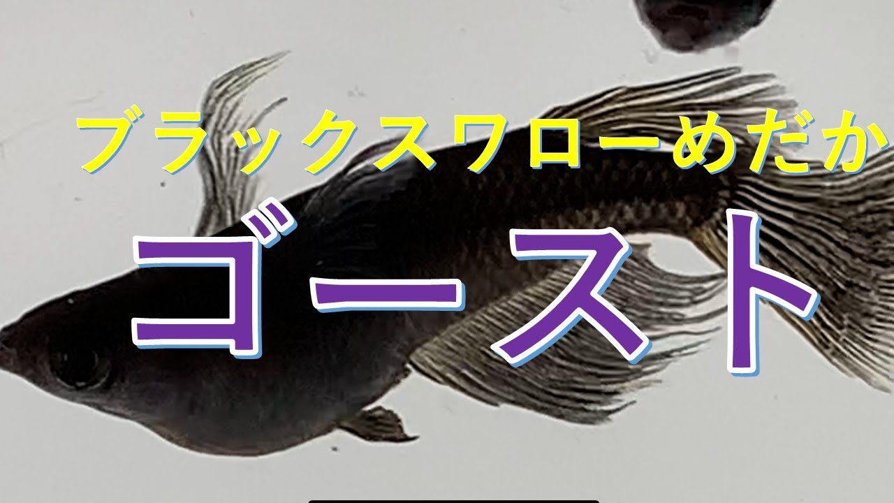 筑豊めだか ブラックスワローめだかのゴーストの動画です 漆黒のブラックが色あせずに保ち続けます また ヒレ長も胸鰭 背ビレ 尾鰭まで伸びる品種です Youtube