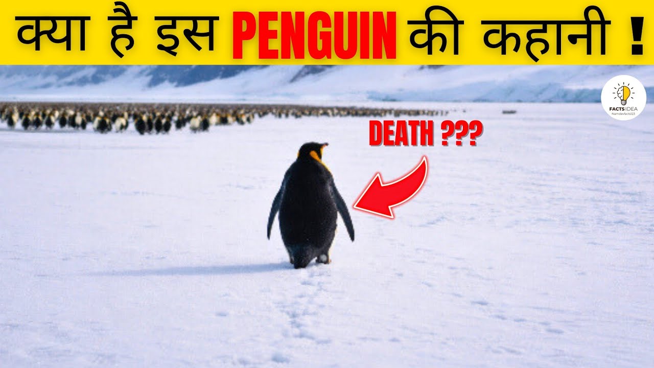 Why Did This Penguin Walk Into Certain Death? | Viral Penguin Video Explained