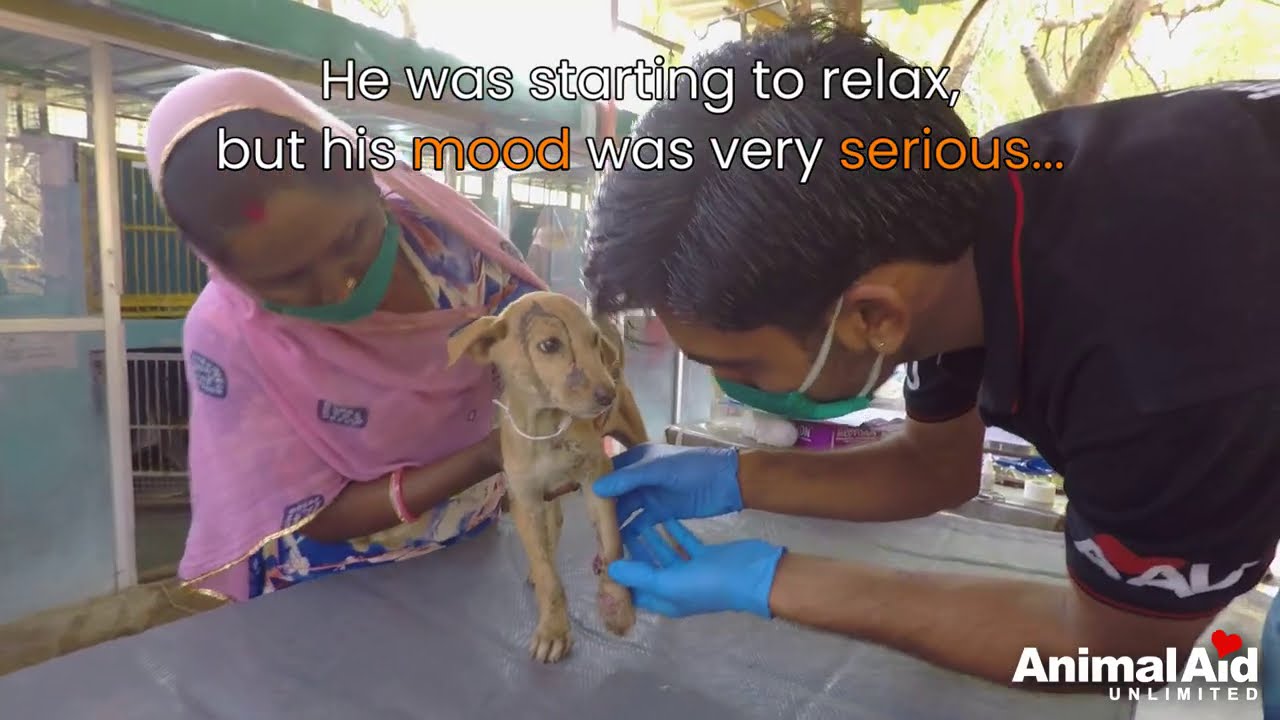 Puppy with a big paw wound just wanted to get home to his dad.