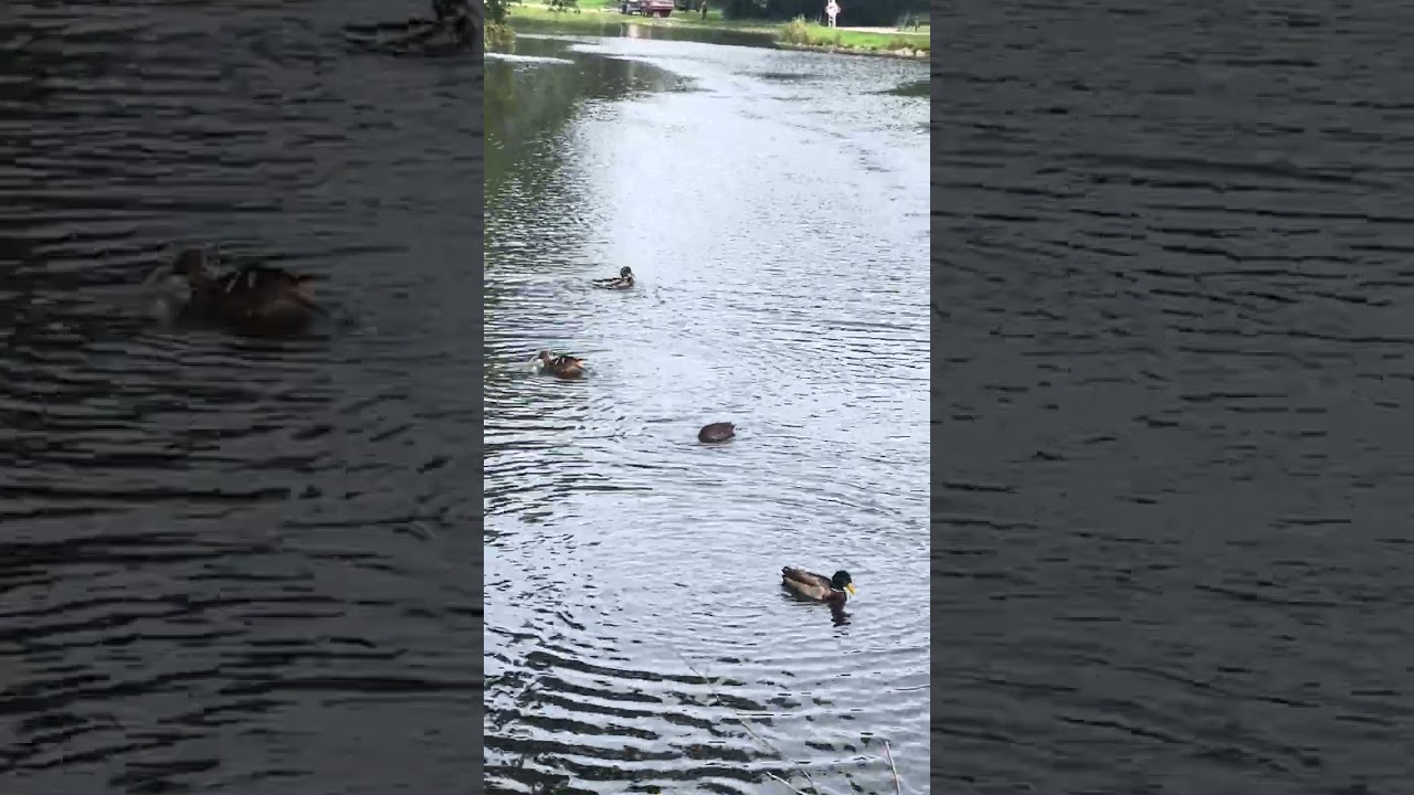 ducks bathing in the city park