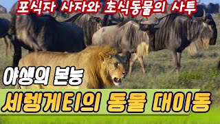 세렝게티평원의 사투 [미래실험] KBS 2010.04.25 방송