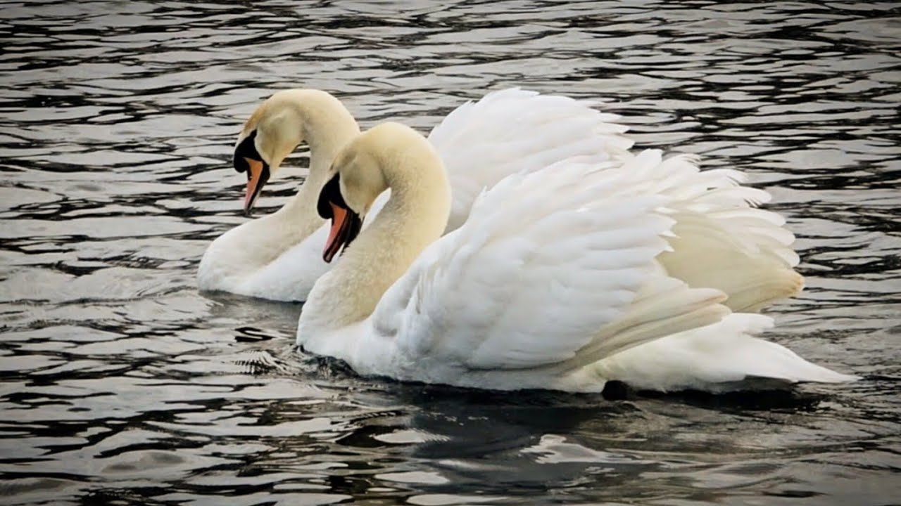 Peaceful Swans on a Calm Lake | 4K Nature Relaxation | John’s Scenes
