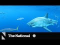 Shark watchers off Nova Scotia are going to need a bigger boat