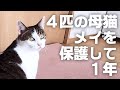 野良猫の母猫メイを保護して、家猫になって1年で変わったこと