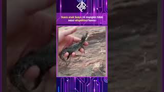 Download Lagu anak buaya ini punya suara unik . MP3