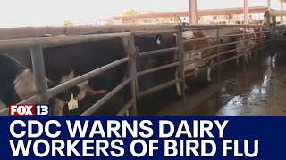 CDC warns dairy workers amid bird flu outbreak | FOX 13 News