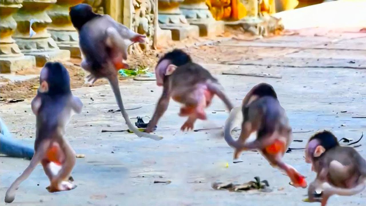 The little monkey lost his cool, shook his head, shoulders and tail and turned into a flying monkey!