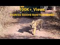 Ranthambore National Park | Tiger Spotted | Tiger Sighting | Tigress Siddhi | Safari