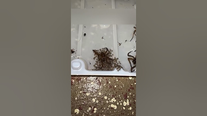 Это самые маленькие пауки, которых можно встретить в Австралии