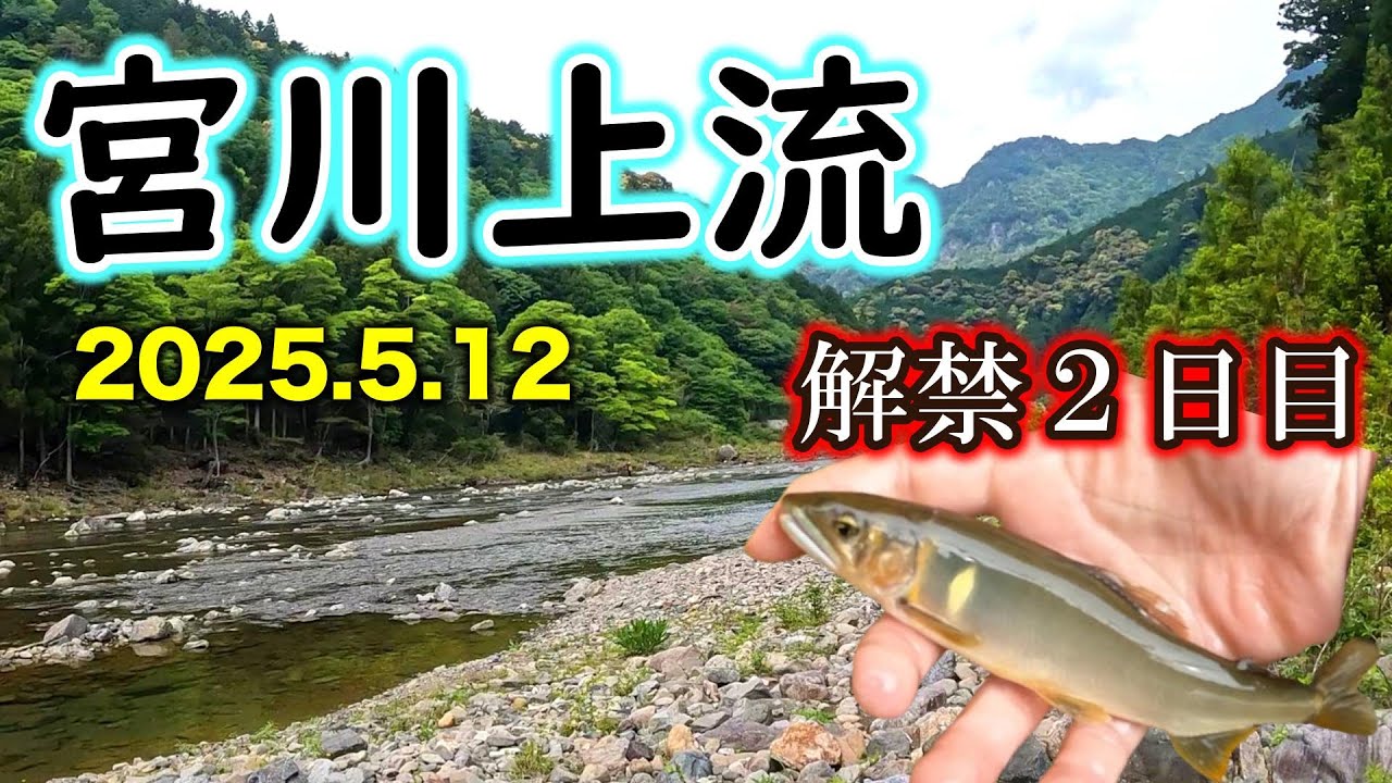 解禁したけど状況はどう？？宮川上流　アユ釣り解禁２日目【三重　宮川上流 5月12日】
