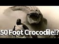 50 foot crocodile seen in the congo