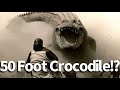 50 Foot Crocodile Seen In The Congo 50 Foot Crocodile Seen In The Congo