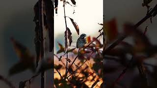 Song Sparrows Morning Serenade :)