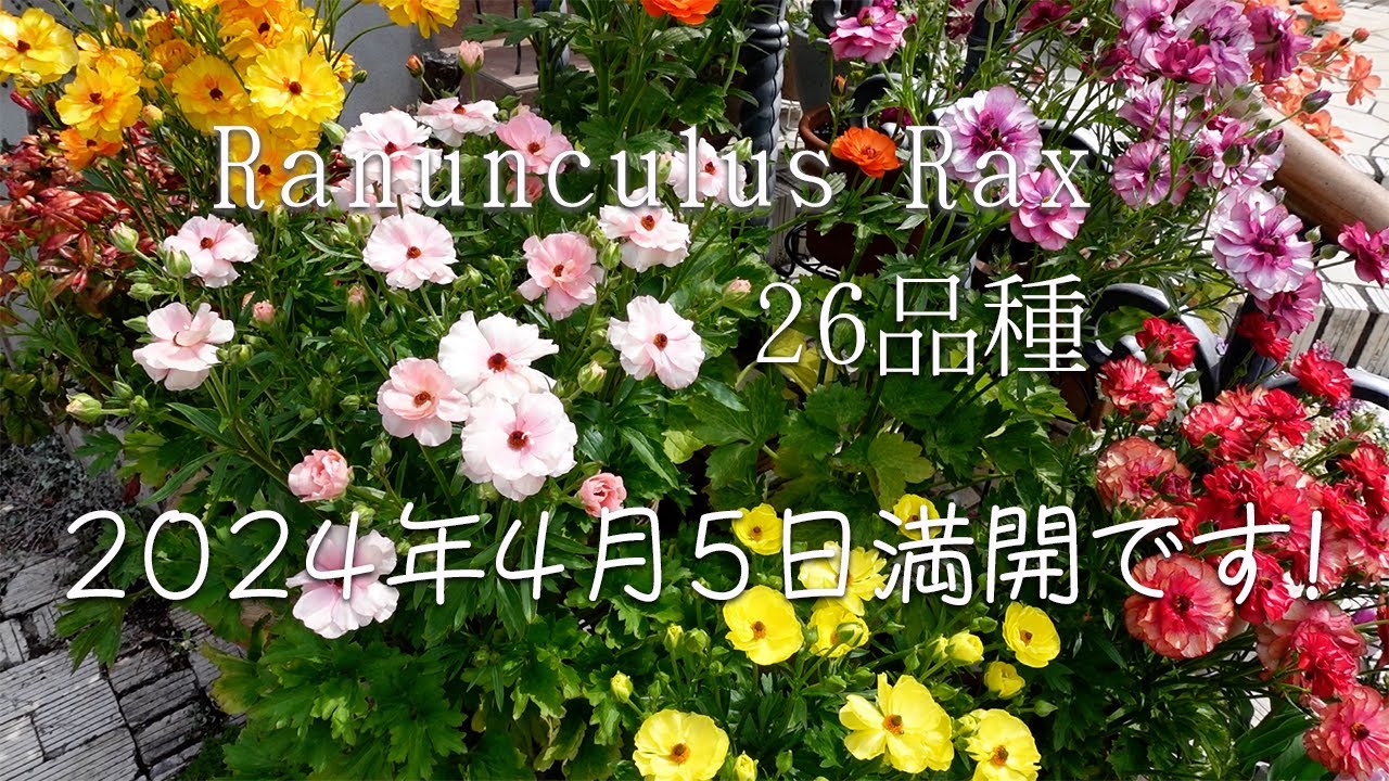 【babatamagoの庭】速報。今朝満開になったラックス26品種の様子。