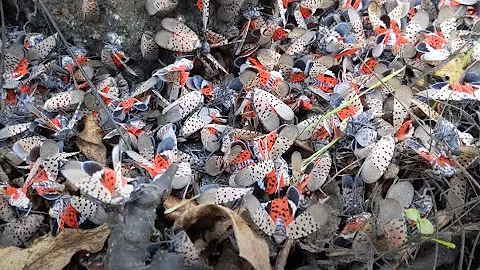 Stop the spotted lanternfly: Here's what you can do right now