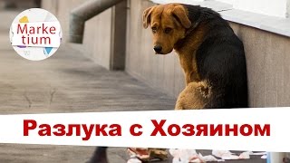 Почему Пес Умер не Выдержав Разлуки с Хозяином? Почему Пес Умер не Выдержав Разлуки с Хозяином?