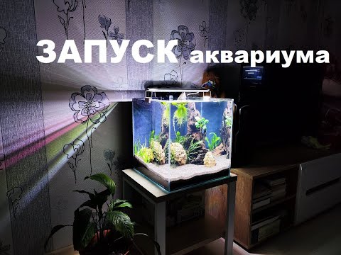 Видео: Аквариум Куб. Запуск аквариума