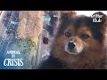Dog Stays Around The Dangerous Highway Which Is Where He Was Abandoned | Animal in Crisis EP152