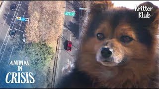 Dog Stays Around The Dangerous Highway Which Is Where He Was Abandoned | Animal in Crisis EP152