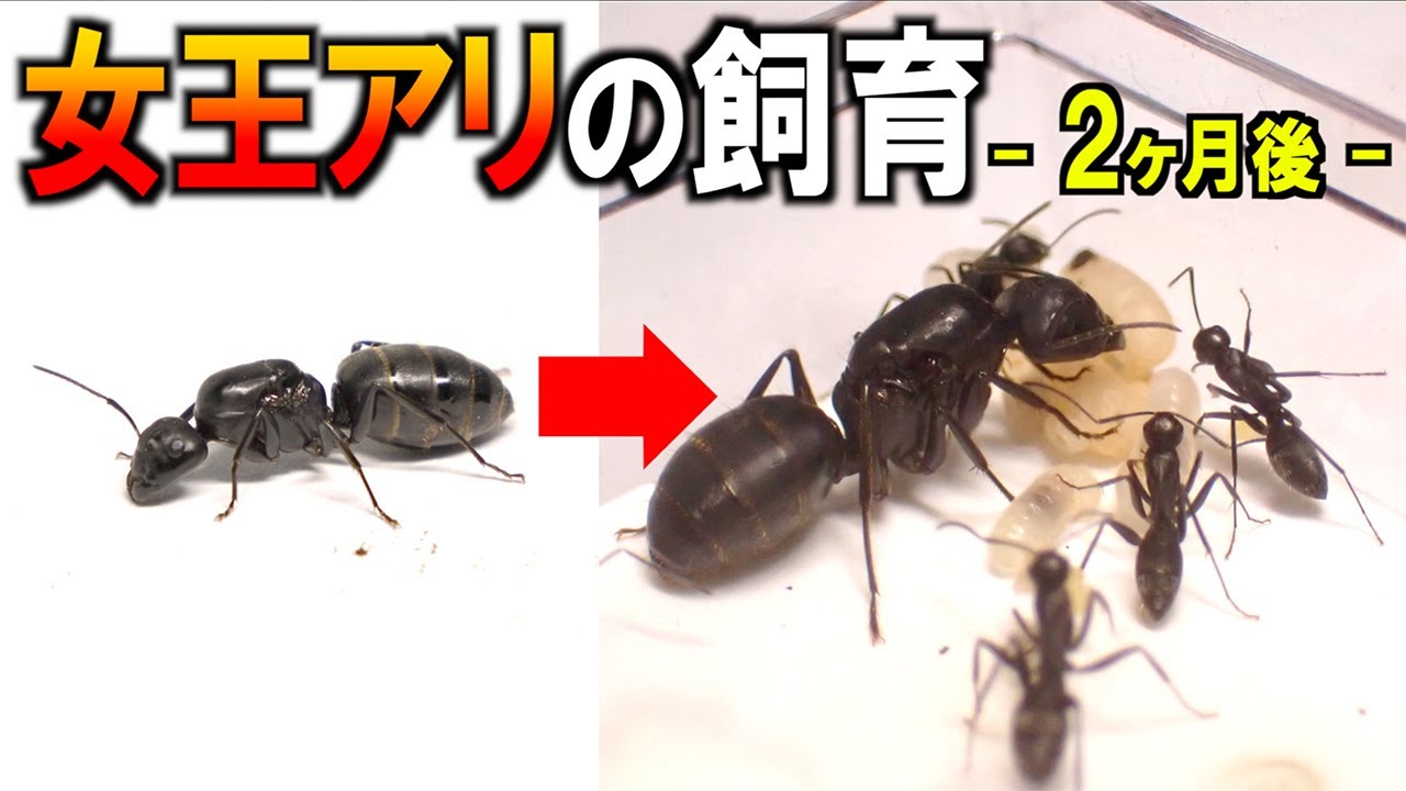 女王アリ1匹を捕まえて2ヶ月飼育した結果... - YouTube