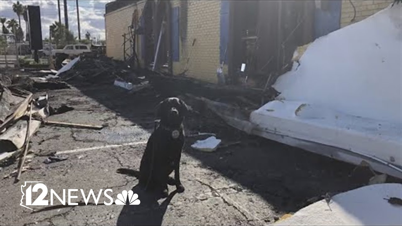Meet Zeta, Gilbert Fire and Rescue's arson dog