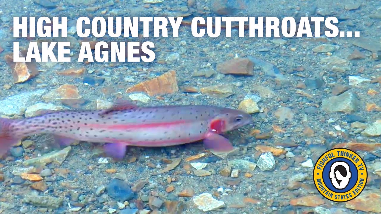 High Country Cutthroats on Lake Agnes (cutthroat fishing); Fishful Thinker TV