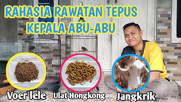 RAWATAN HARIAN BURUNG TEPUS KEPALA ABU-ABU