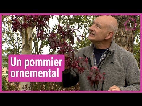 Vidéo: Pommetier à fleurs Royal Raindrops : Conseils sur l'entretien du pommetier 'Royal Raindrops