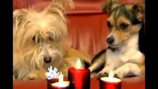 Pet Fire Safety