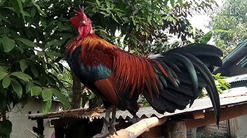 qaib dib tuaj zoo heev watsapp 02054041868@0305122616