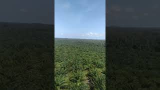 Pesona Alam Kalimantan Barat