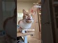 貓咪在跟小鳥說話嗎？  #寵物 #cat #貓咪 #貓咪日常 #貓 #養貓要知道