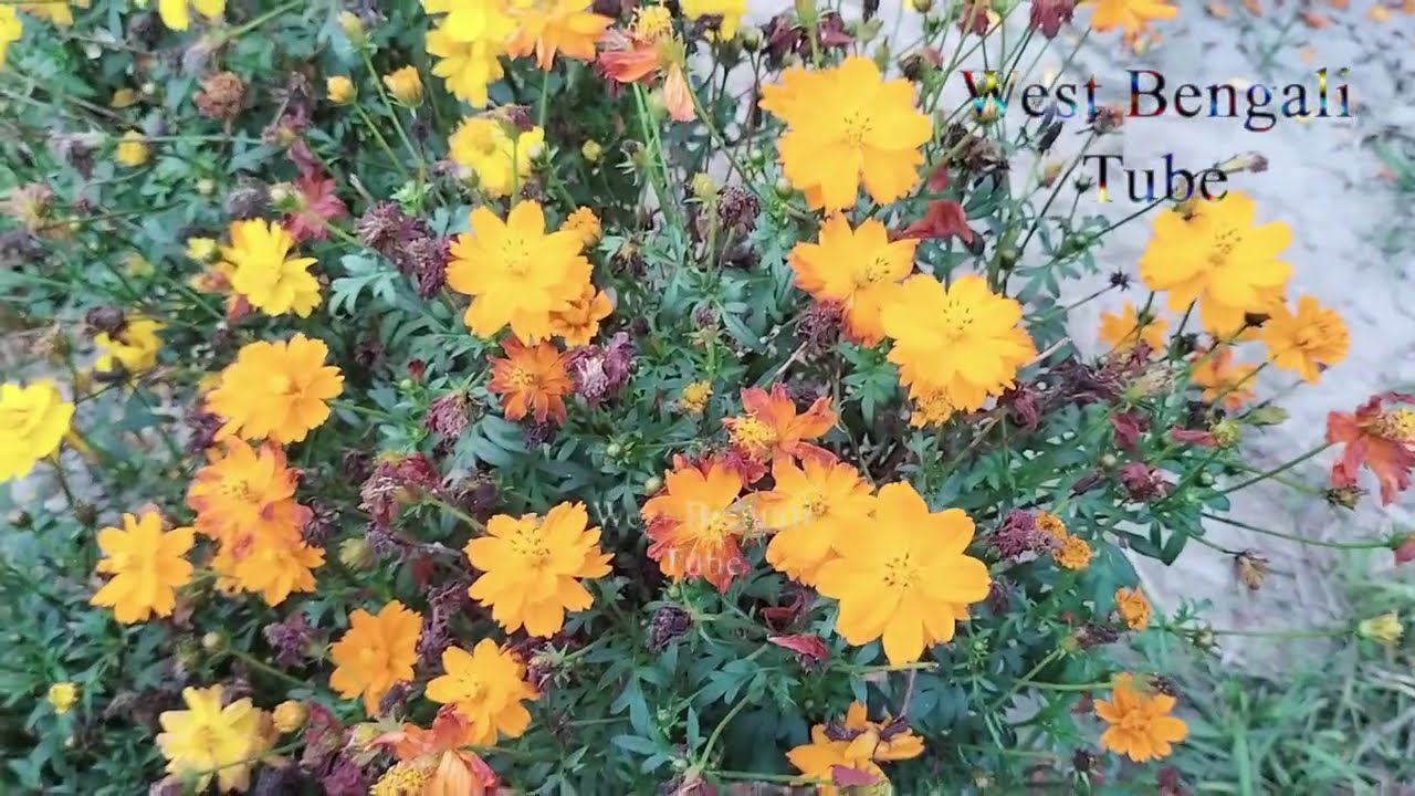 Vlog Ep_17 Accurate Indian Cosmos Flower plants with natural View