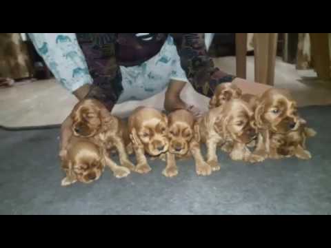 Pitbull Dog Price In Delhi Olx Pitbull Dog