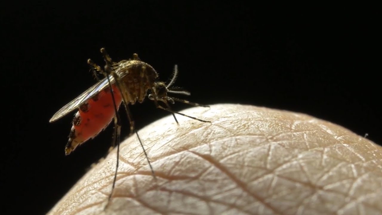 Gainesville's Mosquito Control Program
