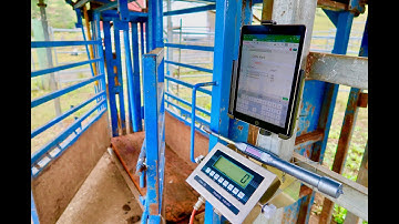 AgriEid Cattle Scales - Build your own Platform and Install in less than 30 minutes.