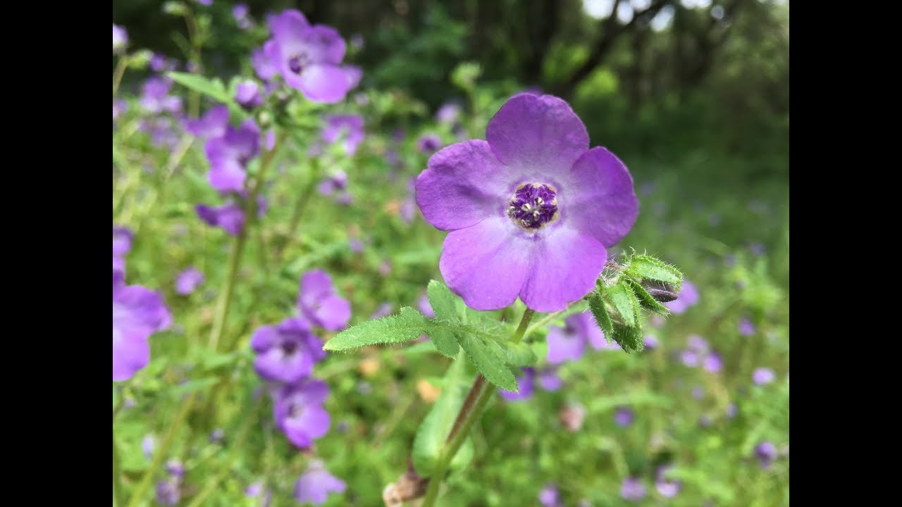 Pholistoma auritum (fiesta flower)
