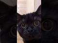 癒しのきゃるるん…12秒前