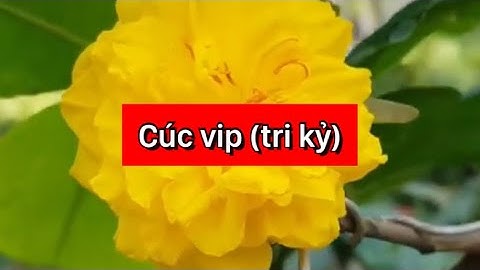 Cúc vip (cúc tri kỷ),200k/cặp,bao ship,0397142252