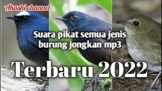 Suara pikat burung jongkanganmp3 terbaru 2022