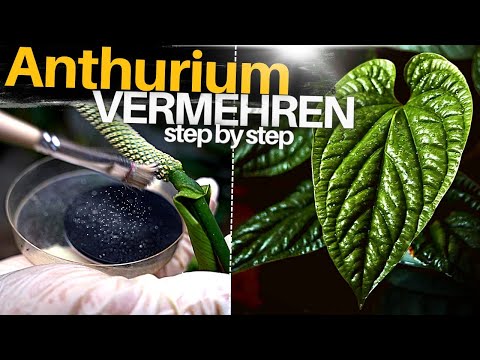 Video: Anthuriumblüte: Beschreibung, Anbau und Pflege zu Hause