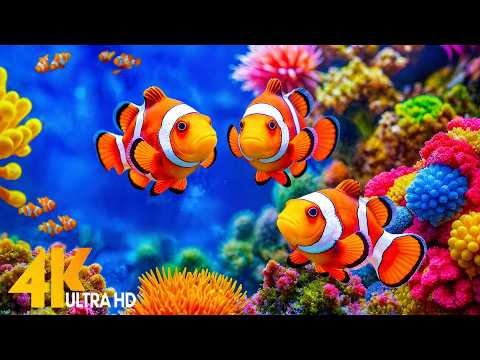 Aquarium 4K Ultra HD🌊 Stunning Coral Reef Fish with Relaxing Meditation Music for Sleep #2
