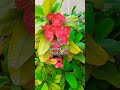 🌹काटेरी गुलाब 🌹#homegarden #flowers #ytshorts