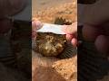 MILKING VENOM FROM WORLDS MOST VENOMOUS FISH!  #shorts thumbnail