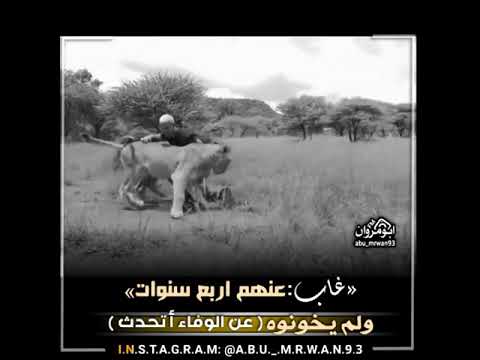 تصميم شخص غاب عن الاسد اربع سنوات وفاء الاسد لصاحبه 