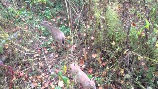 Michigan bow hunting 2014 - yearling twins by parishoa 107 views 9 years ago 27 seconds