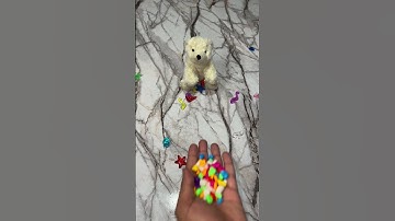 🐶 Marble Run Reversed #asmr #marblerun #sound #satisfying #marblesound #marbleruntoys #video #dog