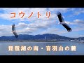 【鷹の渡り】音羽山の麓・茶臼山公園 コウノトリが頭上に10分間 /Two Oriental Stork flew in circles for 10 minutes just above us.